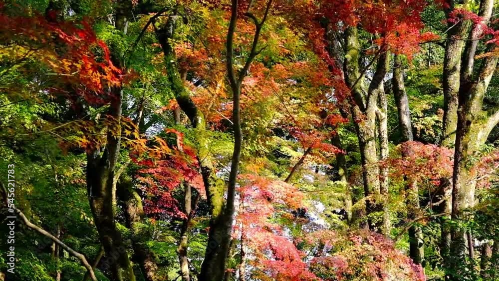 黃葉,秋,紅葉,京都,神社,日本, 黃葉,秋,紅葉,京都,神社,日本,