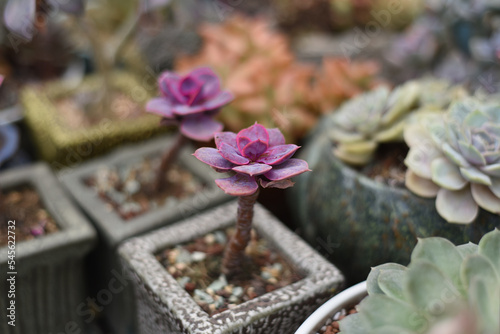 Graptopetalum paraguayense succulent plant with common names mother-of-pearl-plant and ghost plant photo