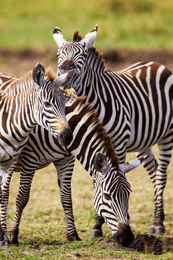 Fototapeta premium Burchell's Zebra walking and fighting along a dust road in the Masai Mara, Kenya