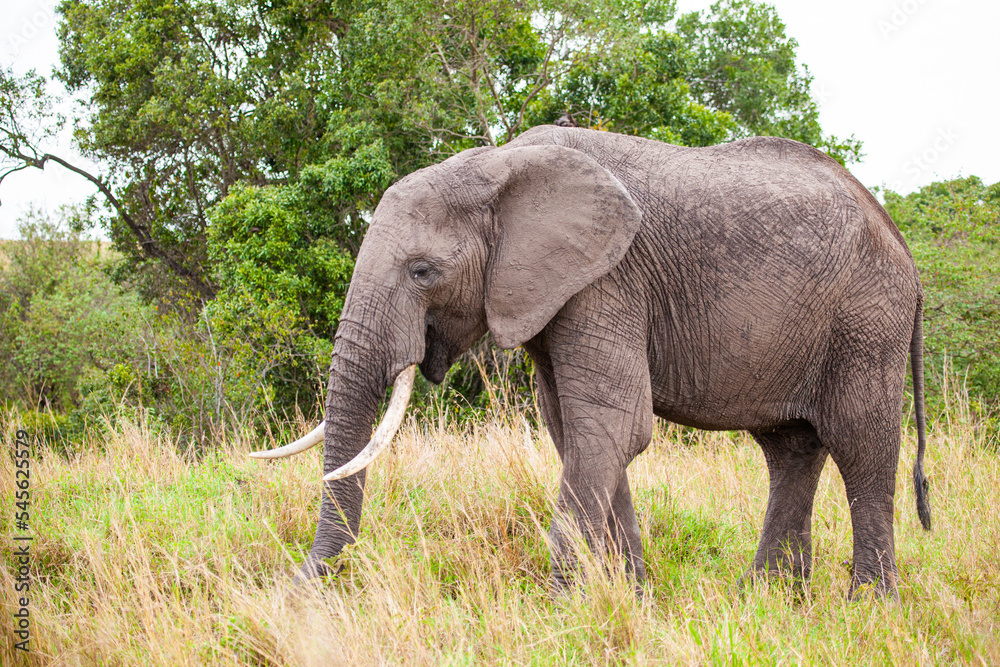 Elephant grazing on the open savannah of the Masai Mara, Kenya