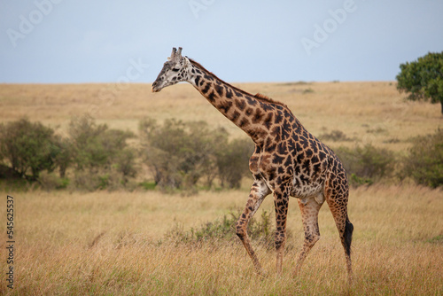 Masai Giraffe walking in the early morning in the Masai Mara  Kenya 