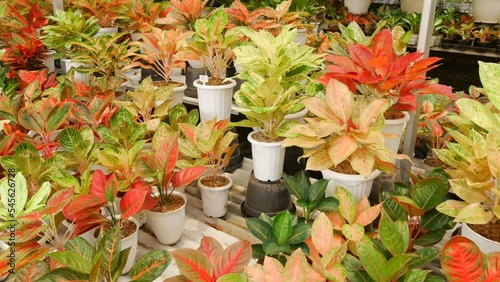 various aglaonema plants in the garden photo