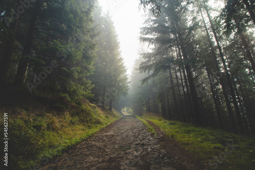 Forest path is surrounded by coniferous forests and the morning sun streams through the mist, illuminating the wildlife. Beskydy mountains, Czech republic