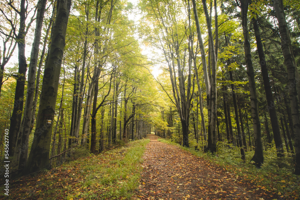 Obraz premium Best autumn mood in the beech forest. The golden light of the sun illuminates the leaves on the ground, the moss and the surrounding trees full of colourful foliage. Hiking lifestyle. Beskydy mountain