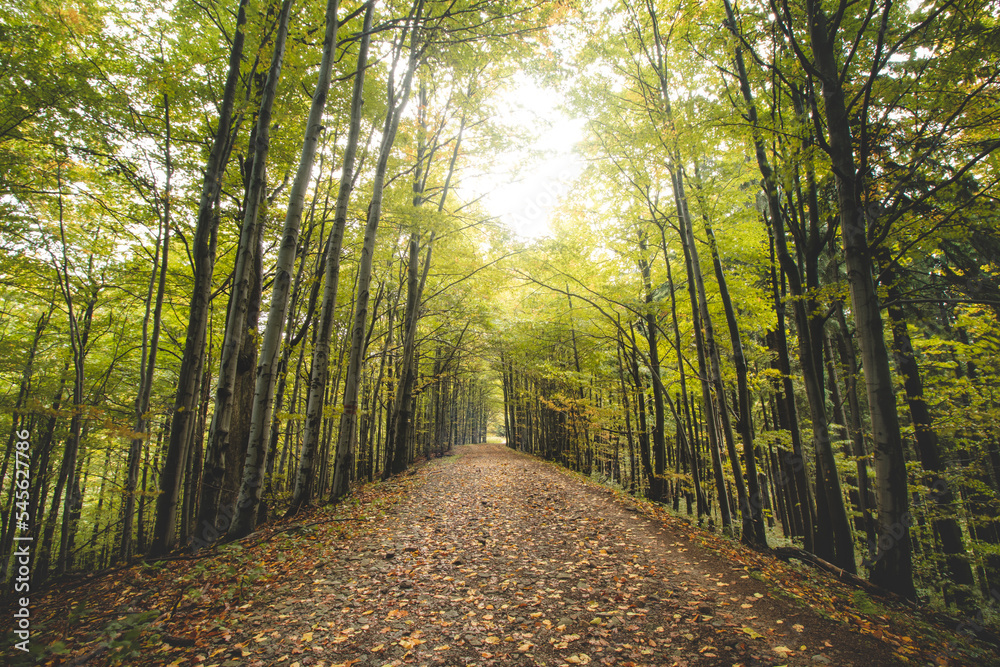 Obraz premium Best autumn mood in the beech forest. The golden light of the sun illuminates the leaves on the ground, the moss and the surrounding trees full of colourful foliage. Hiking lifestyle. Beskydy mountain