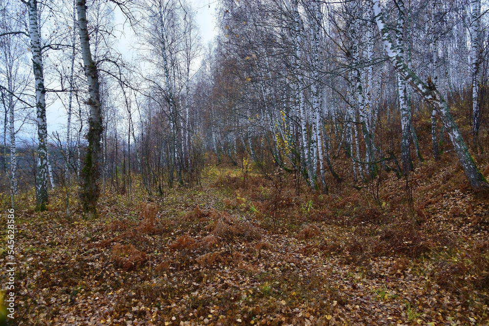 Deep autumn in a birch forest