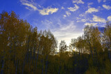 Sunny autumn day in a birch grove