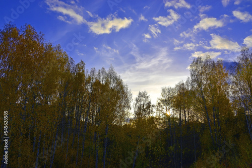 Sunny autumn day in a birch grove
