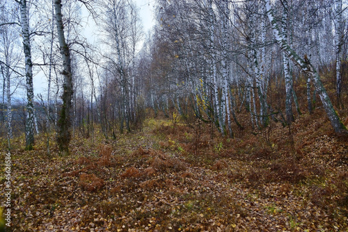 Deep autumn in a birch forest