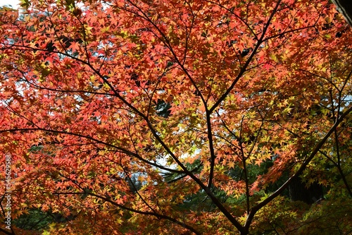 秋の公園　紅葉の季節