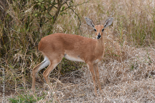 Fototapeta Naklejka Na Ścianę i Meble -  Steenbok are small antelope which typically browse on low-level vegetation