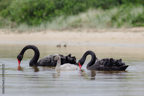 Pair of Black Swans swimming in a lake with two Juvenile swans.  