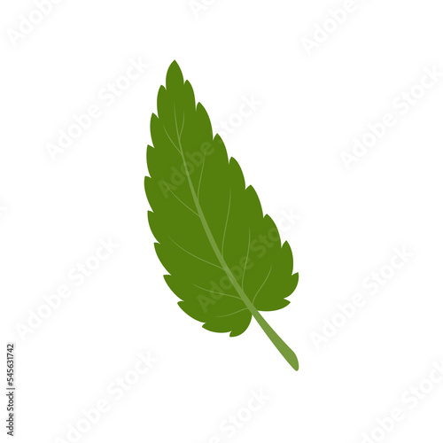 Nettle leaf. Green leaf isolated on white background. Vector illustration.