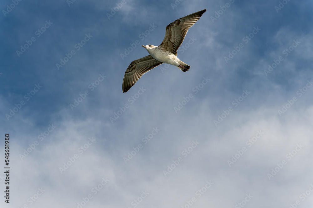 Istanbul seagulls  feeding and following the ferry