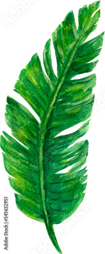 Paradise beach jungle tropical party nature template invitation card botanical leaf illustration hand drawn