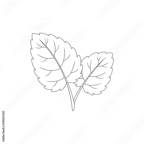 Lemon balm, melissa, aromatic herb. Hand drawn vector illustration.	