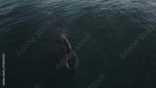 bowhead whales pop up to breathe. Large wild animals in national parks. The bowhead whale is breathing. Aerial photography of a large whale. photo