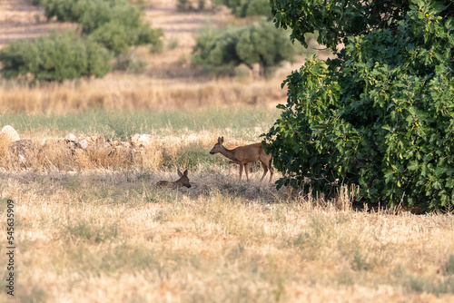 Deer eating in the meadows