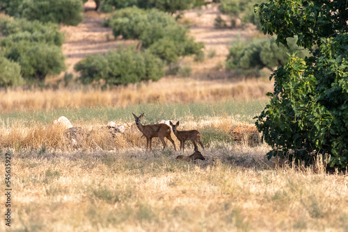 Family of deer eating in the meadows