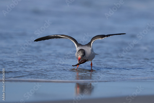 Dolphin Gull (Leucophaeus scoresbii) on the coast of Sea Lion Island in the Falkland Islands photo