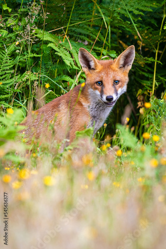 red fox cub © Chris