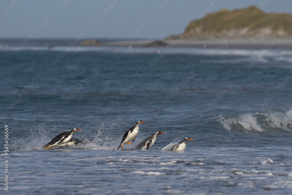 Fototapeta premium Gentoo Penguins (Pygoscelis papua) coming ashore after feeding at sea on Sea Lion Island in the Falkland Islands.