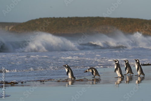 Magellanic Penguin (Spheniscus magellanicus) heading to the beach to go to sea from the coast of Sea Lion Island in the Falkland Islands.