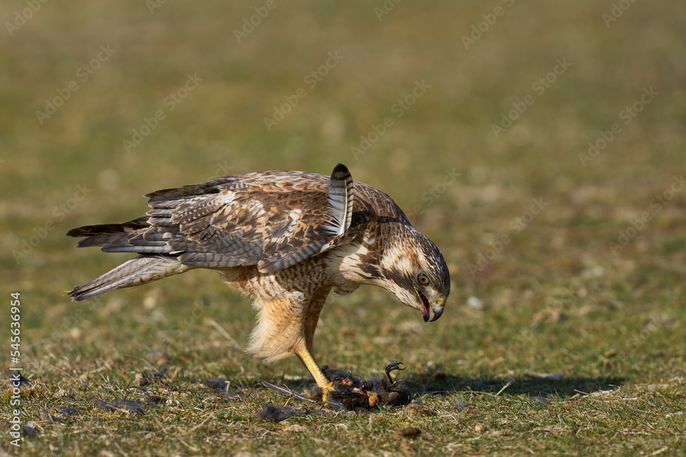 Fototapeta premium Variable Hawk (Buteo polyosoma) feeding on a small bird it has caught on Sea Lion Island in the Falkland Islands