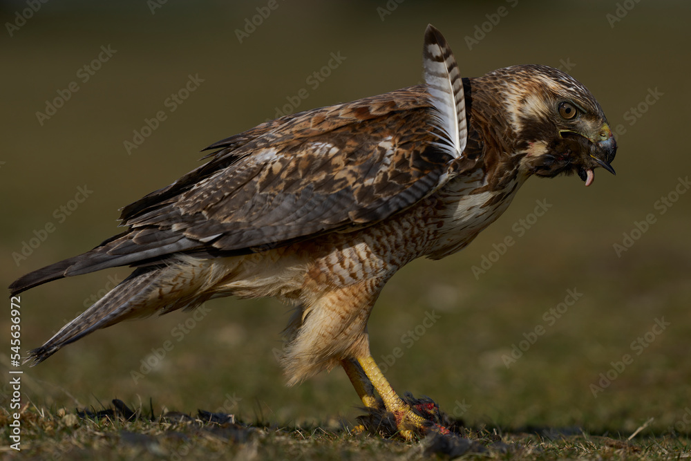 Variable Hawk (Buteo polyosoma) feeding  on a small bird it has caught on Sea Lion Island in the Falkland Islands