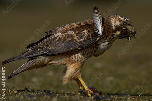 Variable Hawk (Buteo polyosoma) feeding on a small bird it has caught on Sea Lion Island in the Falkland Islands