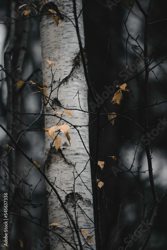 Forest autumn 