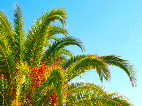 Palm tree with big dates in the sun