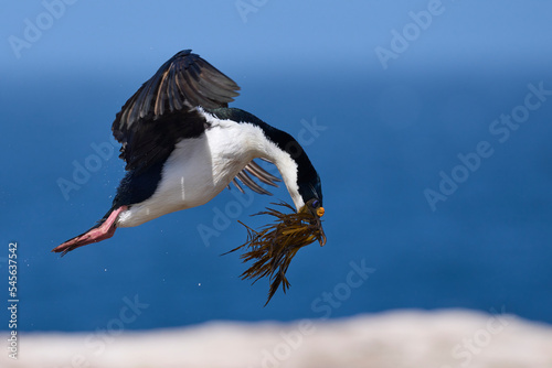 Imperial Shag (Phalacrocorax atriceps albiventer) carrying vegetation to be used as nesting material on Sea Lion Island in the Falkland Islands