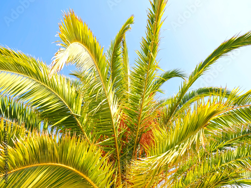 Canvas Print Palm tree with big dates in the sun