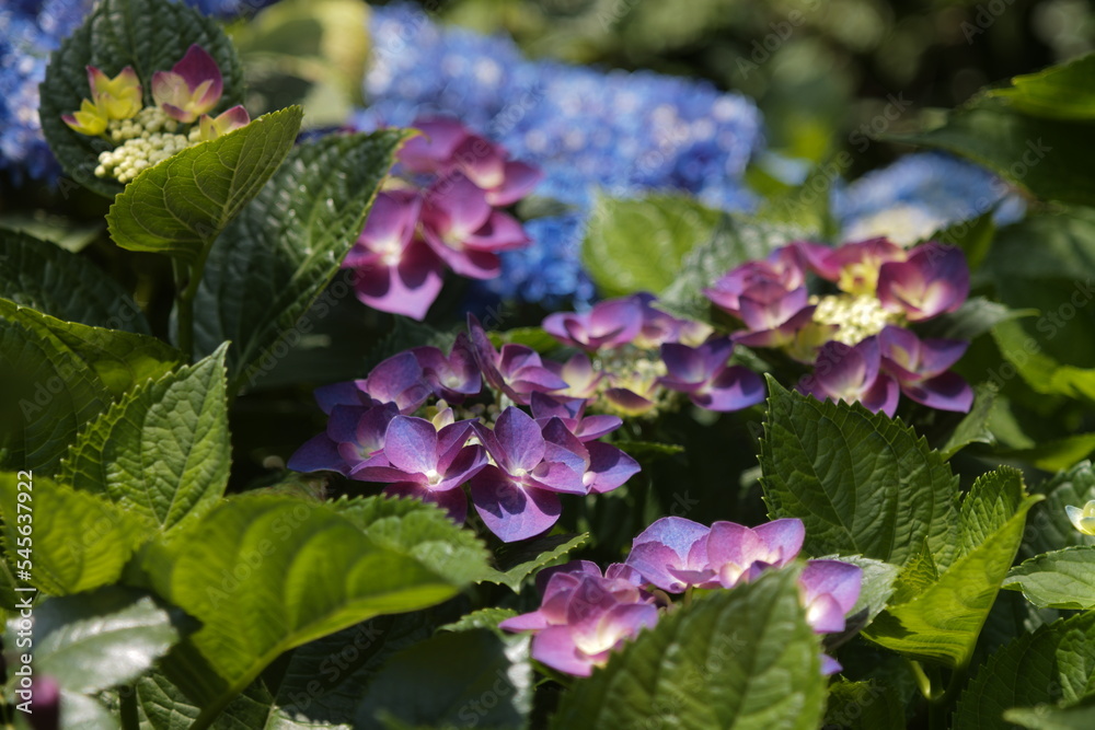 flower garden flower garden