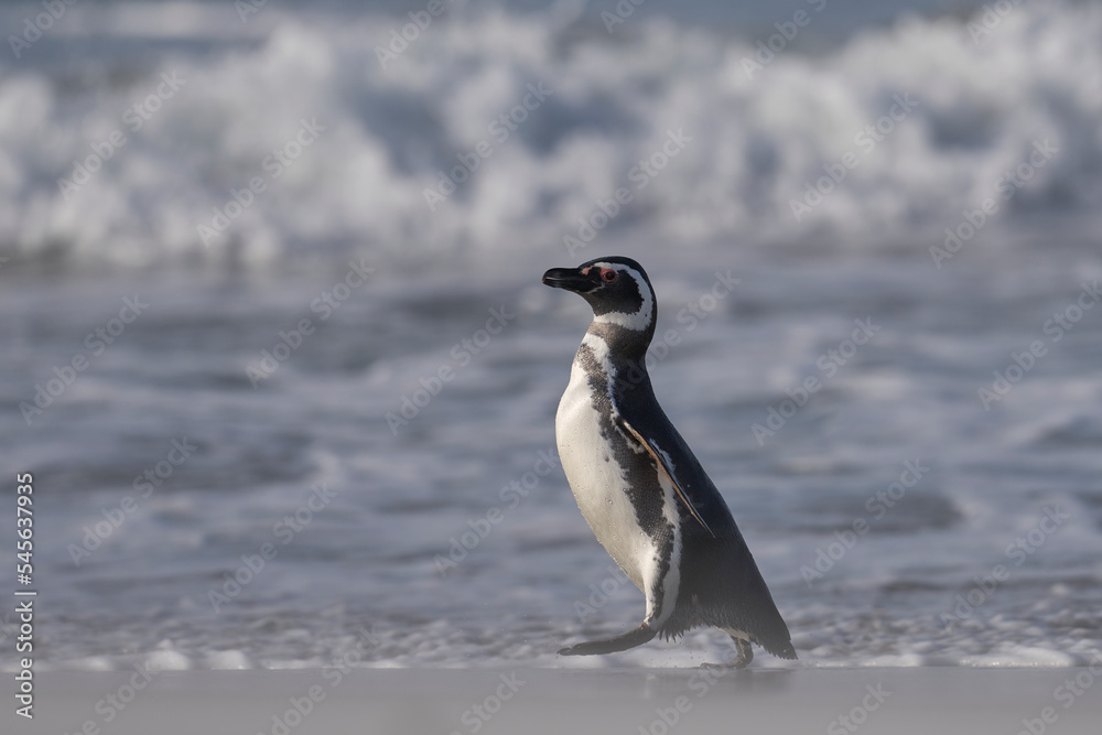 Obraz premium Magellanic Penguin (Spheniscus magellanicus) heading to the beach to go to sea from the coast of Sea Lion Island in the Falkland Islands.