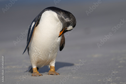 Gentoo Penguin (Pygoscelis papua) preening on the beach after coming ashore on Sea Lion Island in the Falkland Islands.