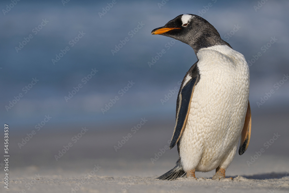 Obraz premium Gentoo Penguin (Pygoscelis papua) standing on the beach after coming ashore on Sea Lion Island in the Falkland Islands.