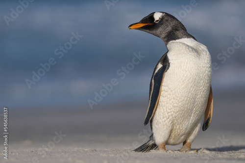 Gentoo Penguin  Pygoscelis papua  standing on the beach after coming ashore on Sea Lion Island in the Falkland Islands.