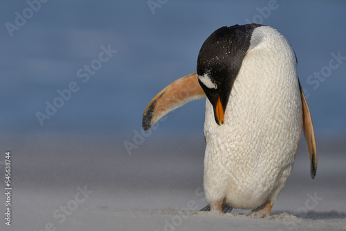 Gentoo Penguin (Pygoscelis papua) preening on the beach after coming ashore on Sea Lion Island in the Falkland Islands.