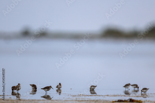 A flock of dunlins on the beach photo