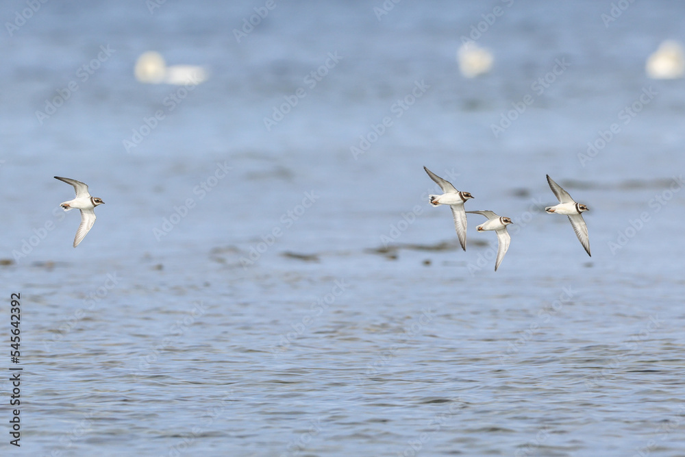 Common ringed plovers flying over Ekstakusten