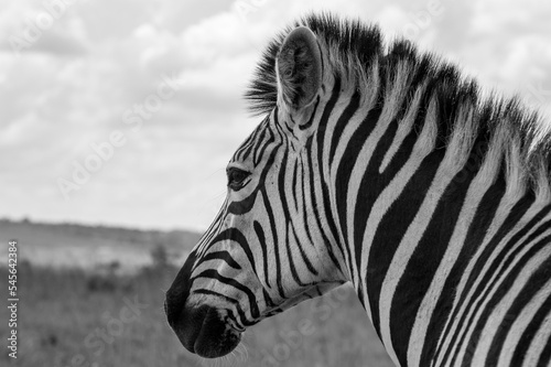 Zebra displaying its black and white stripes