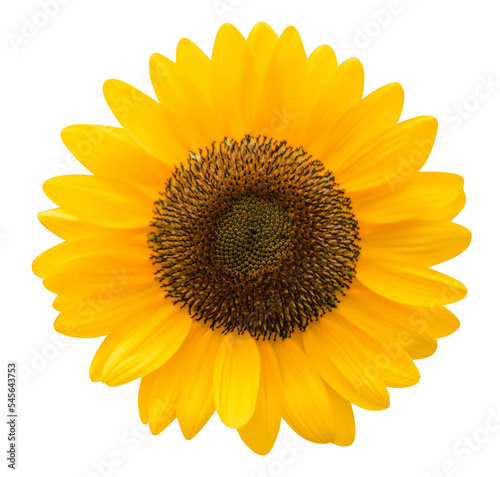 sunflower png photo