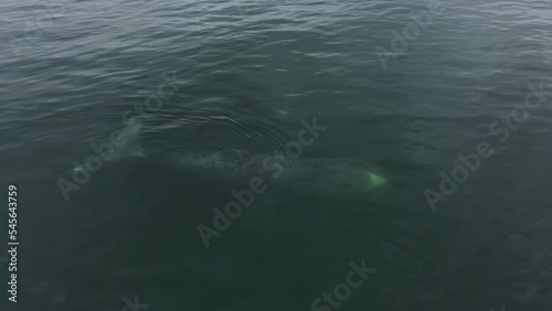 Two whales swim underwater. Aerial photography from a low altitude. photo