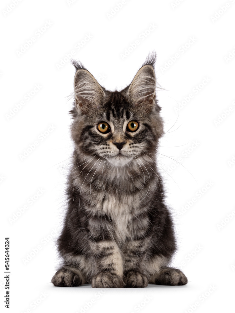 Fototapeta premium Fluffy black tabby Maine coon cat kitten, sitting up facing front. Looking towards camera with head curiously forward. Isolated on a white background