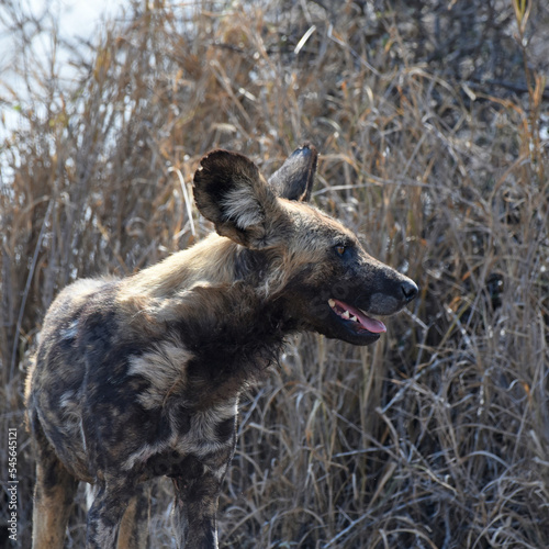 African wild dog, also called the painted dog or Cape hunting dog