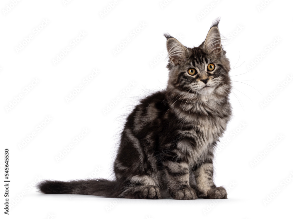 Fluffy black tabby Maine coon cat kitten, sitting up side ways. Looking towards camera with cute head tilt. Isolated on a white background