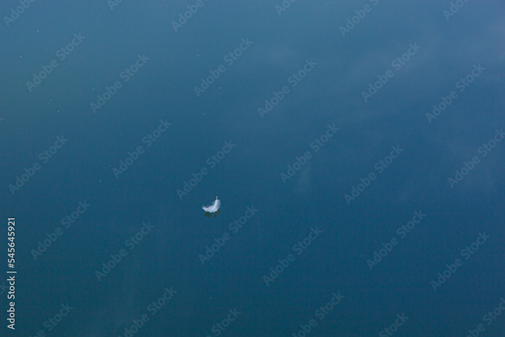 swan feather on the water with blue sky reflection
