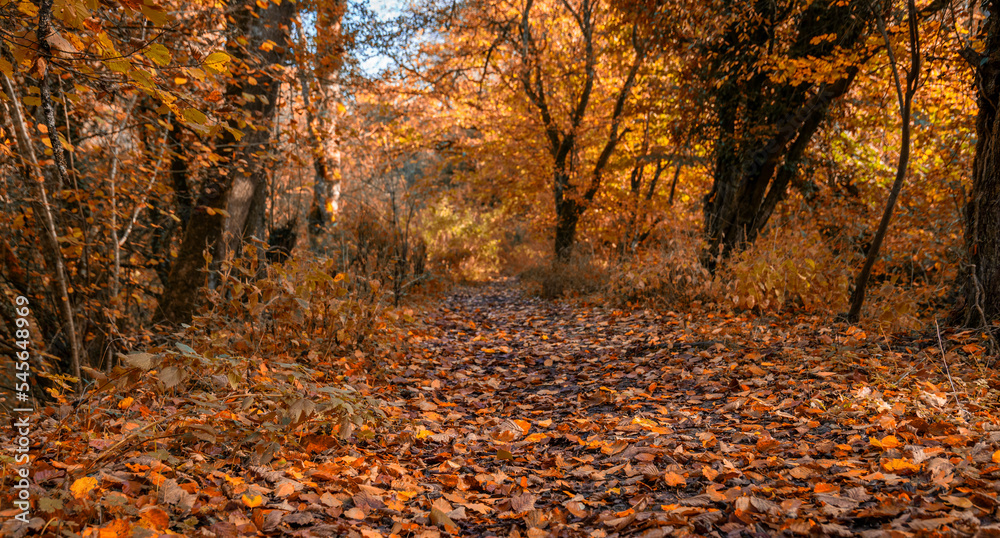 Forest track in autumn, United Kingdom